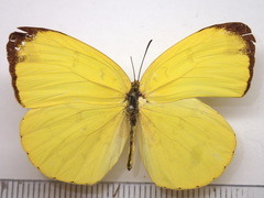 Eurema blanda