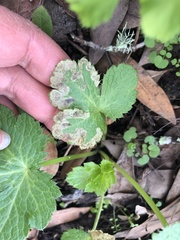 Phytomyza saniculae