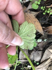 Phytomyza saniculae