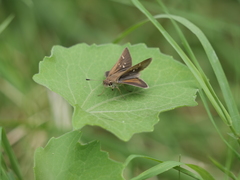 Lerodea eufala eufala