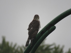 Accipiter cooperii