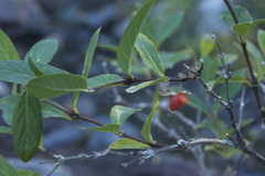 Lonicera hispida