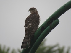 Accipiter cooperii