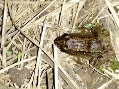 Leptodactylus melanonotus