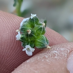Cryptantha pterocarya pseudocycloptera
