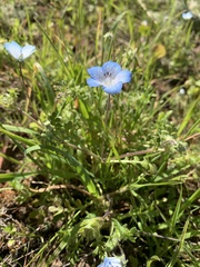 Nemophila menziesii menziesii