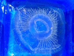 Aequorea forskalea