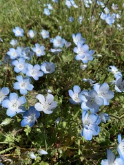 Nemophila menziesii menziesii