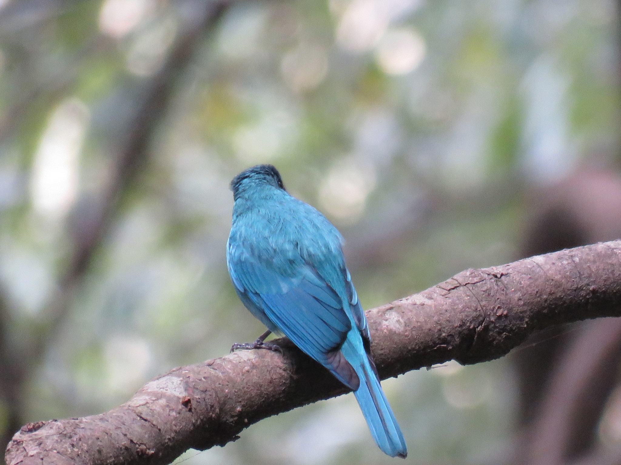 Verditer Flycatcher