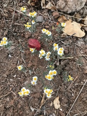 Thymophylla concinna