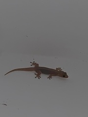 Gehyra mutilata