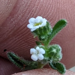 Cryptantha pterocarya pseudocycloptera