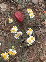 Thymophylla concinna