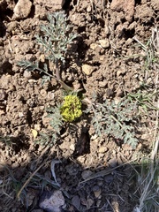 Lomatium austiniae