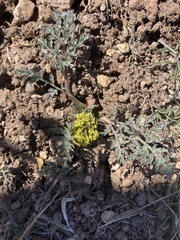 Lomatium austiniae
