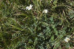 Callianthemum sajanense