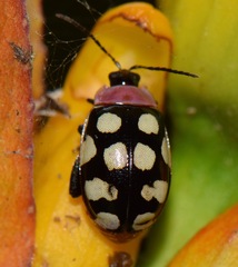 Alagoasa bipunctata perennis