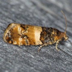 Lobesia spiraeae