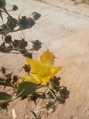 Mentzelia arborescens