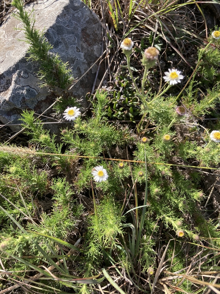 Sommerfeltia spinulosa