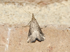 Hypenodinae