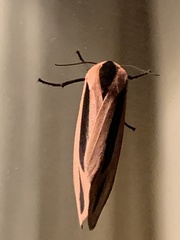 Creatonotos gangis-interrupta agg