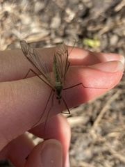 Tipula sayi