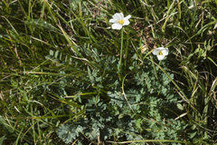 Callianthemum sajanense
