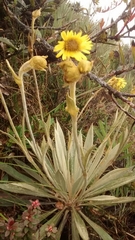 Espeletia grandiflora