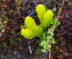 Phlegmariurus hystrix