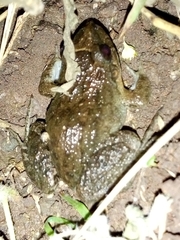 Leptodactylus melanonotus