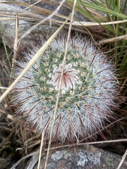 Parodia scopa