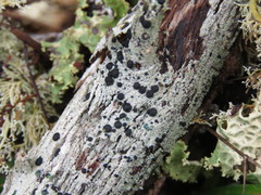 Tephromelataceae