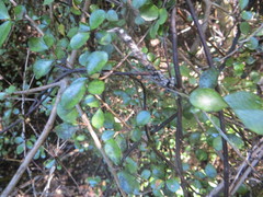 Coprosma pedicellata