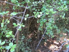 Coprosma pedicellata
