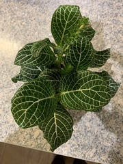 Fittonia