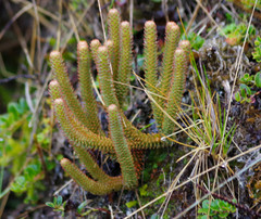 Phlegmariurus sellifolius