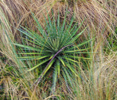 Puya clava-herculis