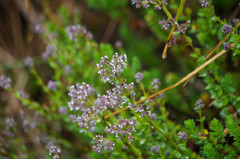 Valeriana microphylla