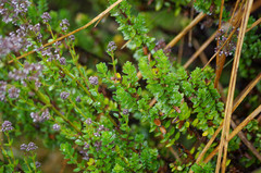 Valeriana microphylla