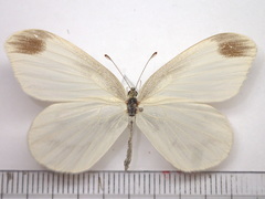 Leptidea amurensis