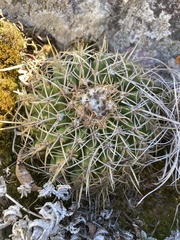 Parodia mammulosa