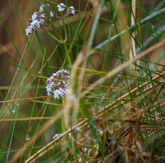 Valeriana adscendens