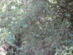 Coprosma microcarpa