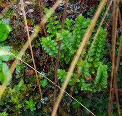 Valeriana microphylla