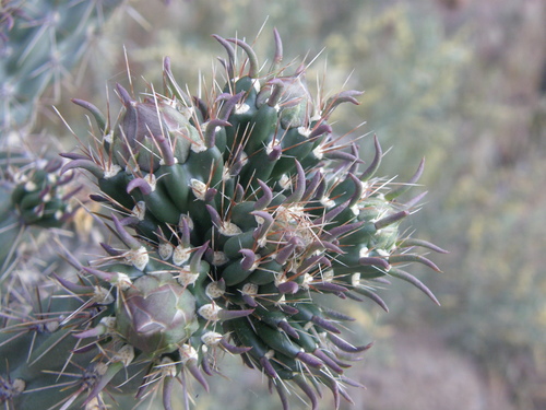 Cylindropuntia imbricata