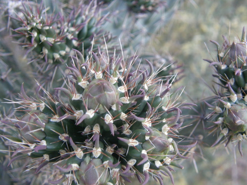 Cylindropuntia imbricata