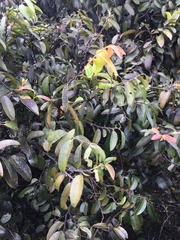 Diospyros sandwicensis