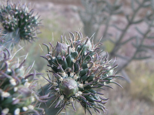 Cylindropuntia imbricata