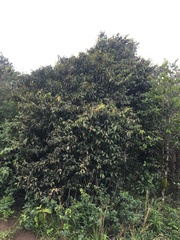 Diospyros sandwicensis
